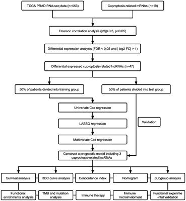 Cuproptosis-related lncRNAs emerge as a novel signature for predicting prognosis in prostate carcinoma and functional experimental validation